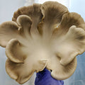 Bulk Oyster Mushrooms